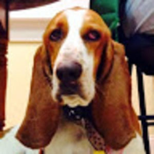 Meet your Posher, Buffy